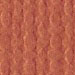 Sun Coral