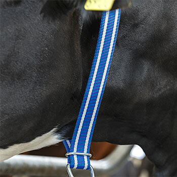 Nylonhalsband DeLaval Halsband till bindsle ko