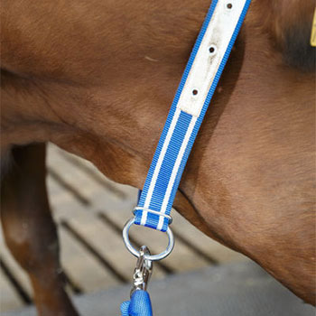 Nylonhalsband kalv