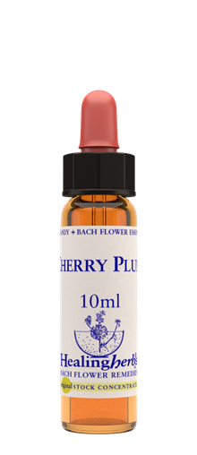 CHERRY PLUM - Körsbärsplommon