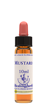 MUSTARD - Senap