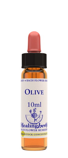  OLIVE - Oliv
