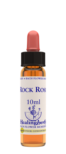ROCK ROSE - Solvända