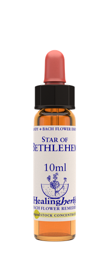 STAR OF BETHLEHEM - Morgonstjärna (Stjärnlök)