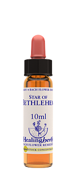 STAR OF BETHLEHEM - Morgonstjärna (Stjärnlök)