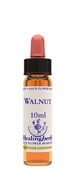 WALNUT - Valnöt