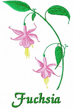Fuchsia