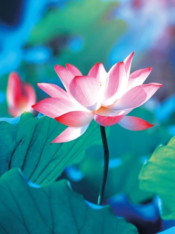 Pure Lotus
