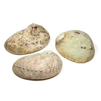 Abaloneskal Haliotis Diversicolor  12-16 Cm