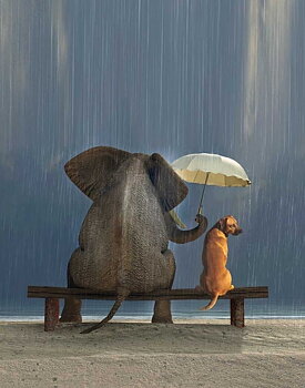 Elephant And Dog
