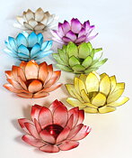Lotusblommor
