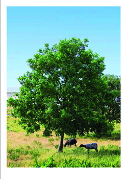 510 Vykort 15x21cm 25st/fp