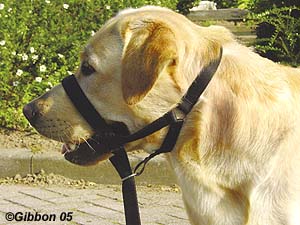 Trixie Nossele Top-trainer nosgrimma