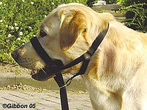 Trixie Nossele Top-trainer nosgrimma