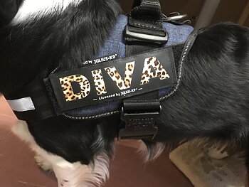  Egen text- Kardborredekaler tilll Julius-K9 sele och halsband