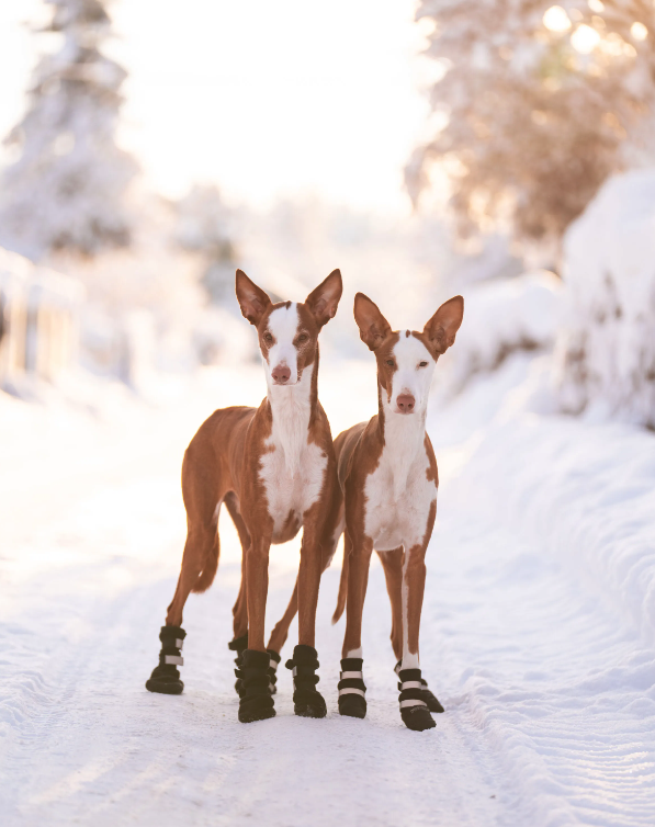 Rukka Pets Thermal Winter Shoes - 5