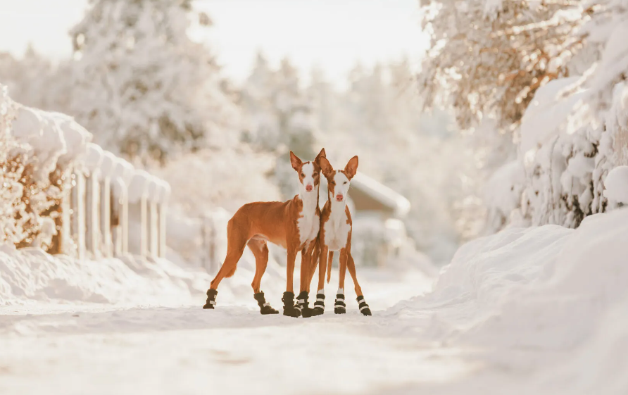 Rukka Pets Thermal Winter Shoes - 3