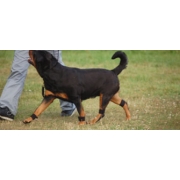Viktmanschetter 2-pack   - 3
