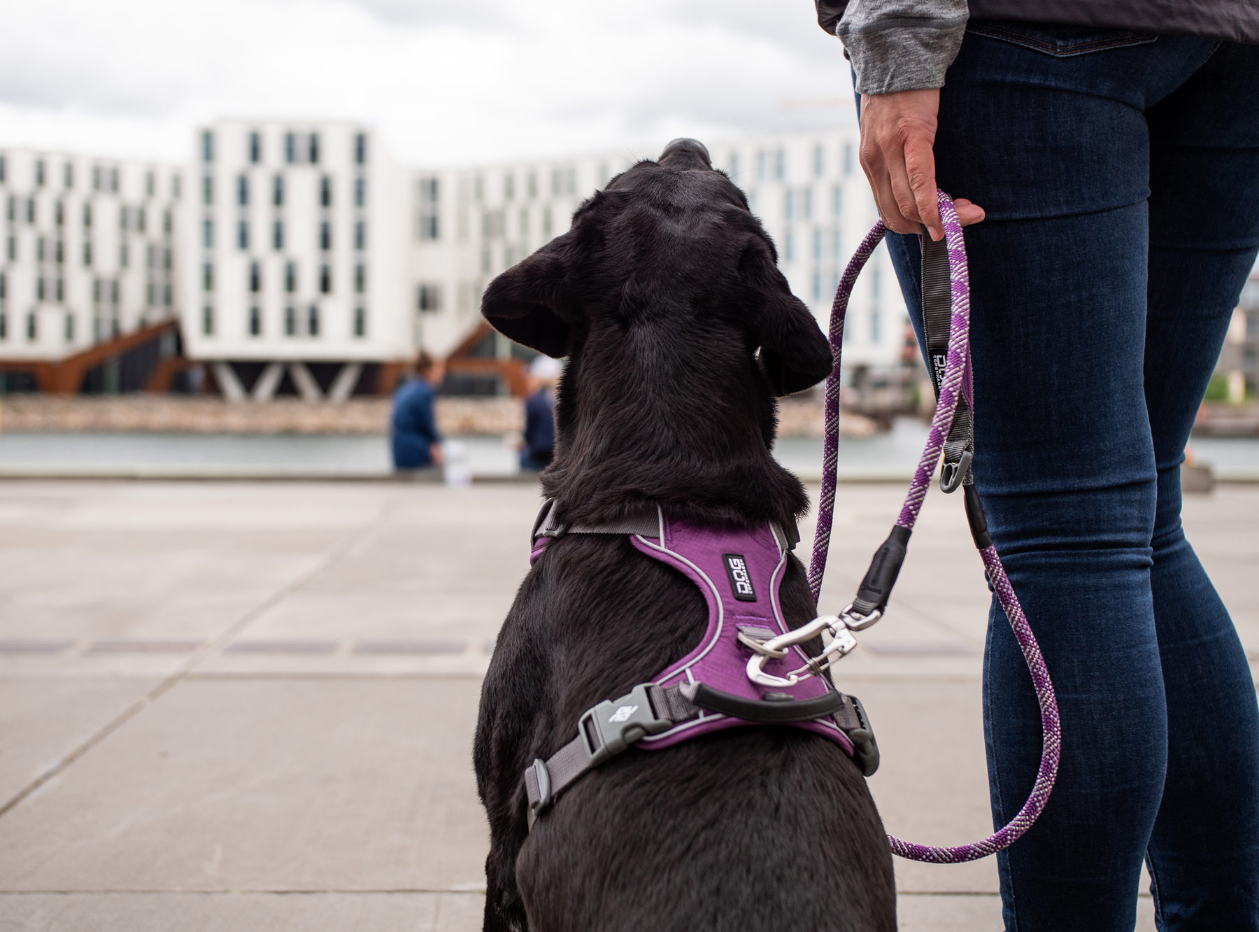 Dog Copenhagen Comfort Walk PRO Purple Passion - 5