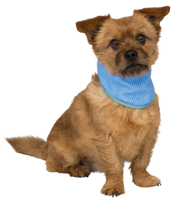 Trixie Kylbandana