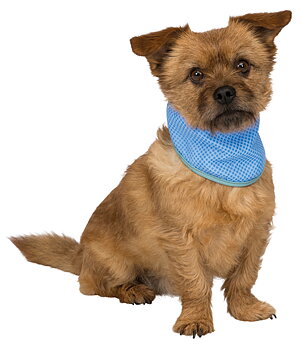 Trixie Kylbandana