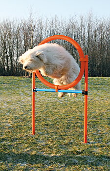 Agility hoppring i plast