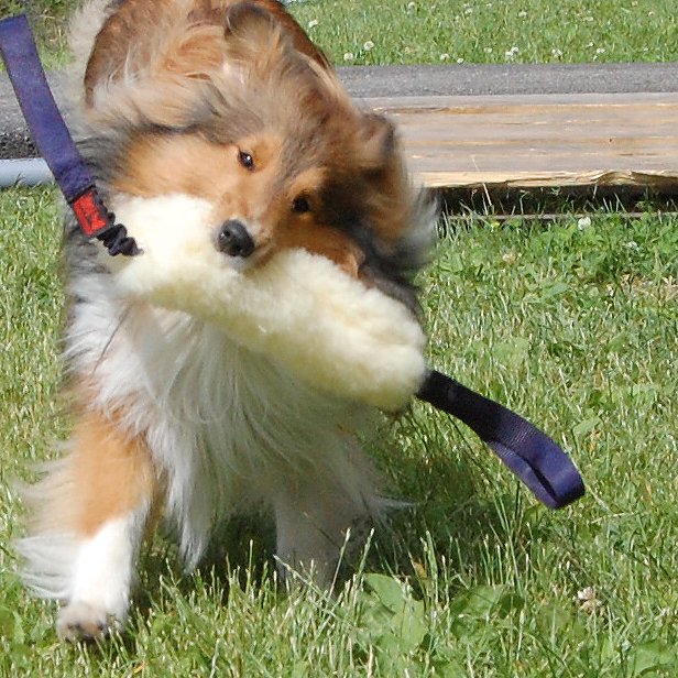 Slitfår med expander - 2