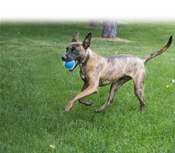 KONG Ultra SqueakAir Ball - M och L - 2