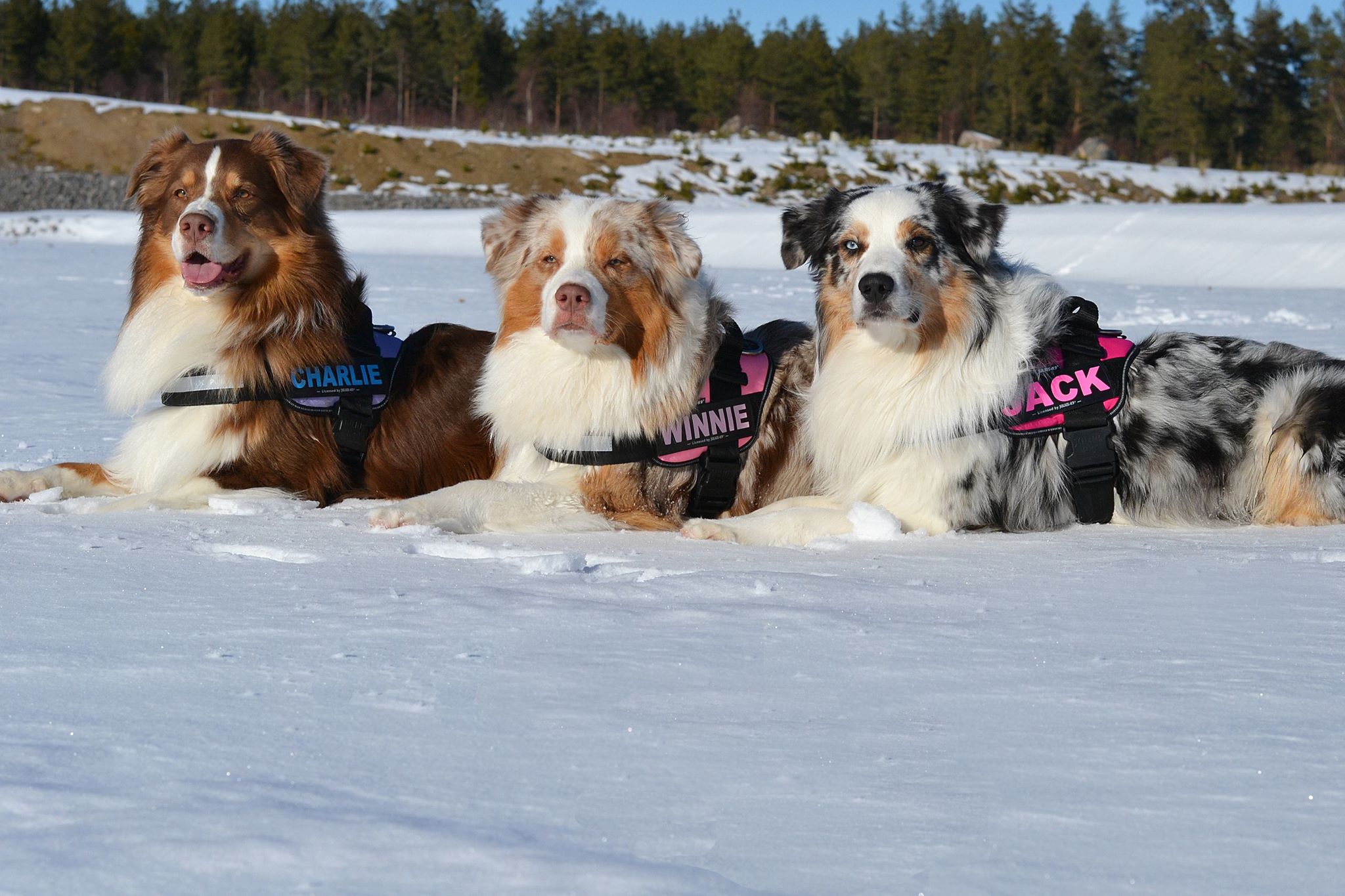 Julius-K9 IDC Sele - camo, svart, rosa, lila, jeans, turkos, orange - 9