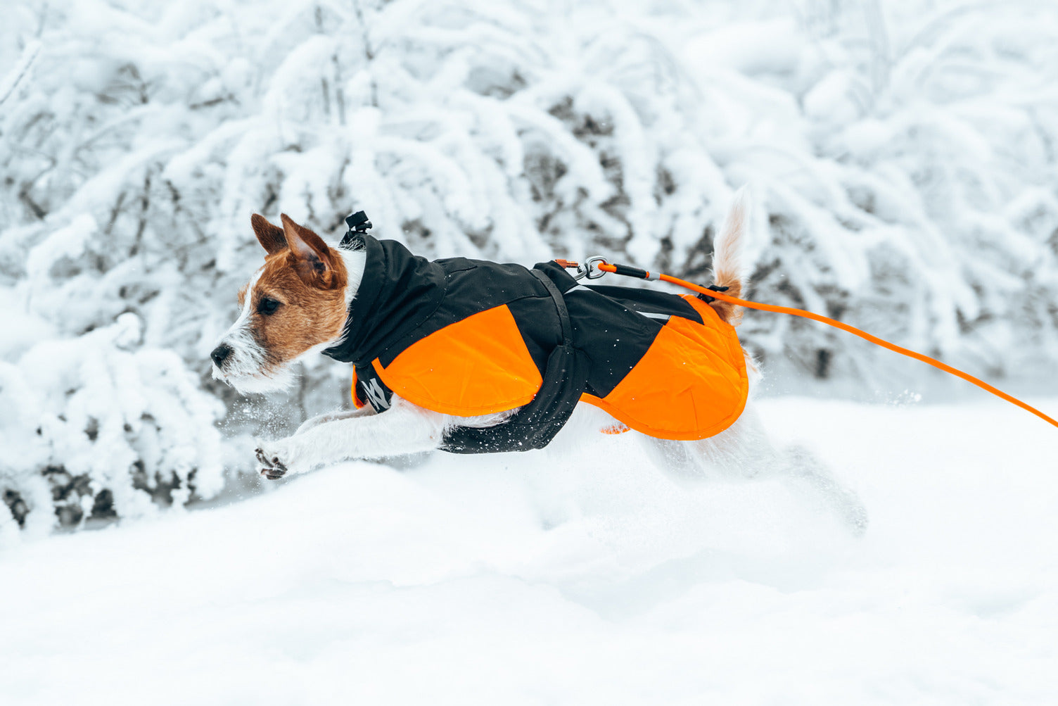 Non-stop dogwear Glacier jacket 3.0, svart/orange - vintertäcke - 2