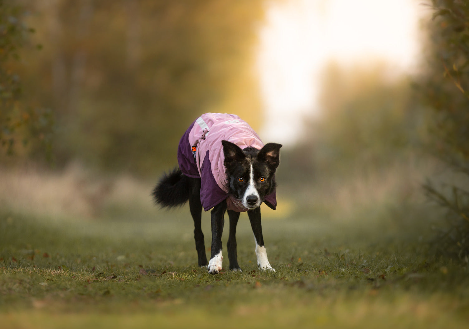 Non-stop dogwear Glacier jacket 3.0, mauve - vintertäcke - 2