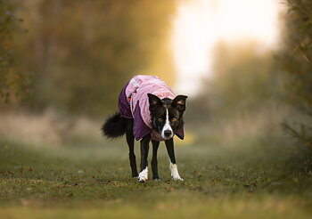 Non-stop dogwear Glacier jacket 3.0, mauve - vintertäcke
