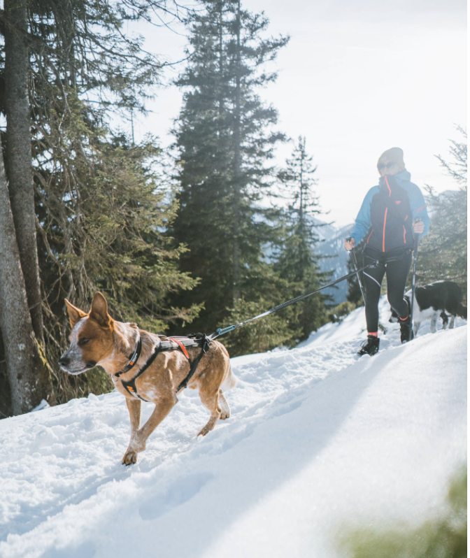 Non-Stop Touring Bungee Leash - 7