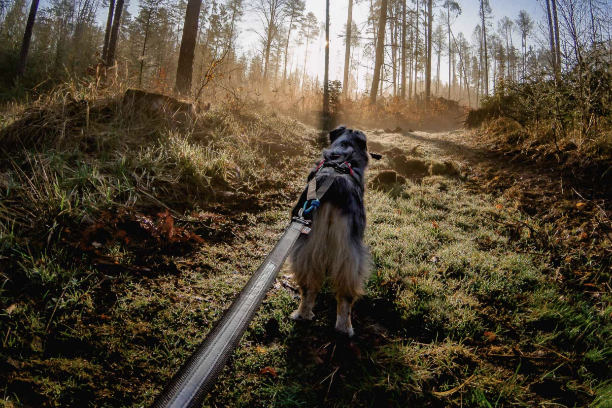 Non-Stop Touring Bungee Leash - 9