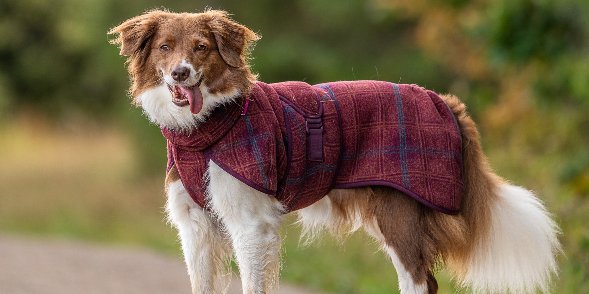 Border collie i WooliePomppa ulltäcke i färgen Maroon