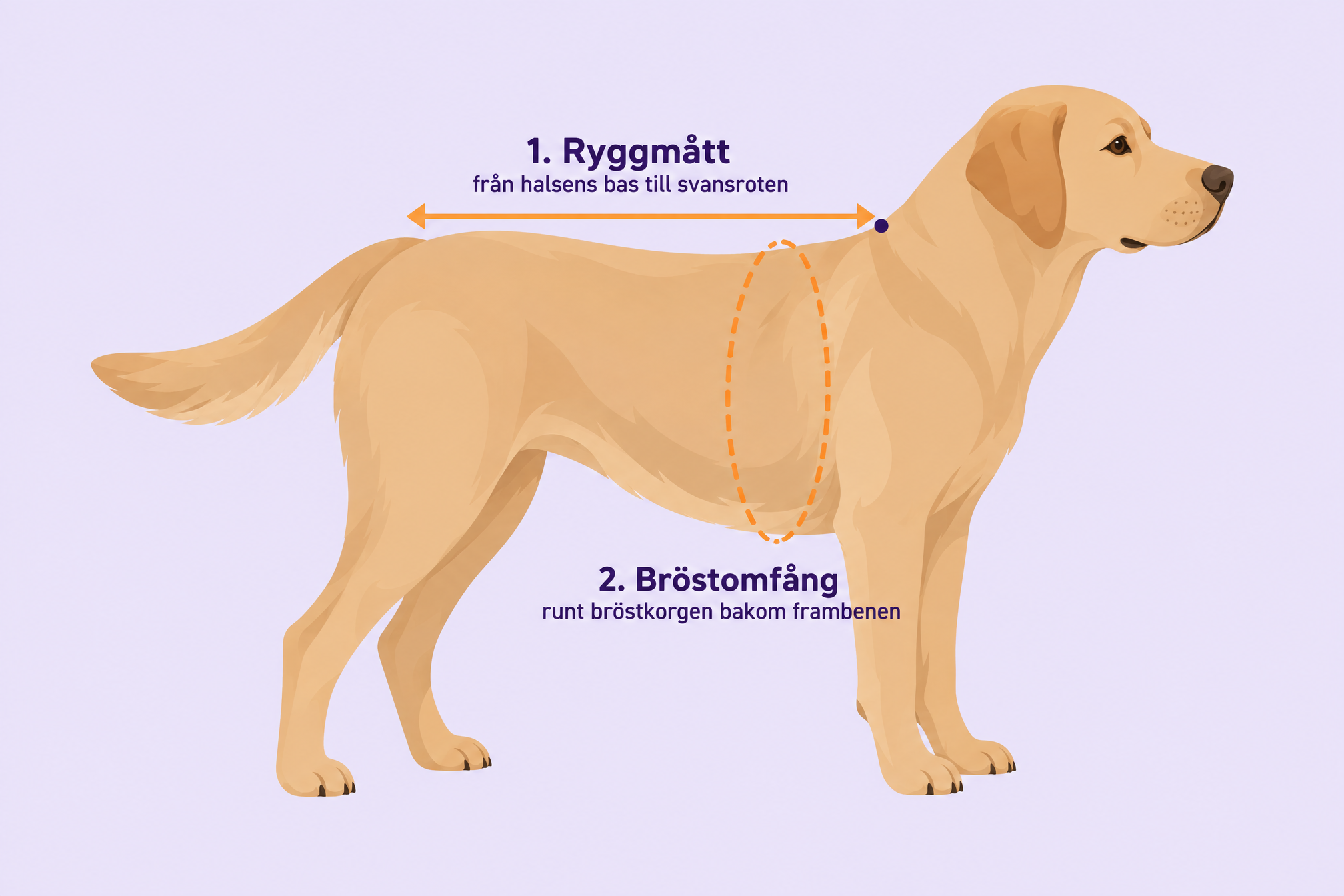 Illustration som visar hur du mäter din hund för vintertäcke: ryggmått från halsens bas till svansroten och bröstomfång runt bröstkorgen bakom frambenen