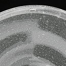 Kaj Franck (Sargasso 1966) Clear Modern Dish 36 cm