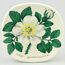エステリ・トムラ  Botanicaシリーズ バーネットローズ  陶板  Wall Plaque  1980年   13 cm