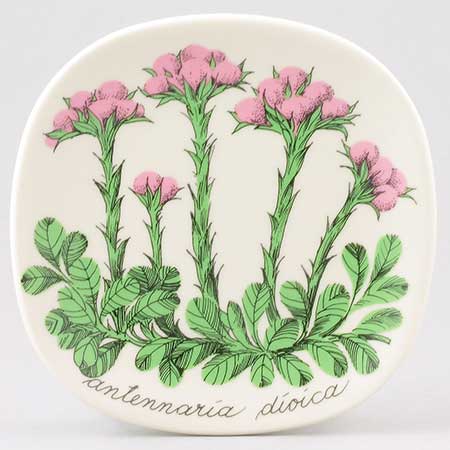 Esteri Tomula Arabia Botanica Antennaria dioica (Mountain everlasting), 1984–1985