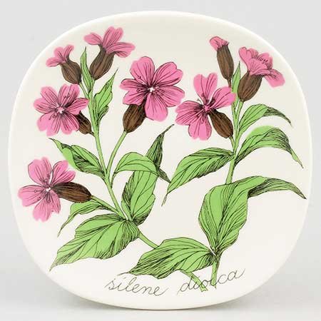 Esteri Tomula Arabia Botanica Silene dioica (Red campion), 1988–1989