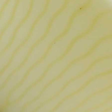 Gunnar Nylund Rörstrand The yellow Paranta pattern