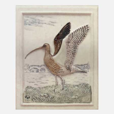 Staffan Johnson Jie Province Animal Common curlew, province animal of Västerbotten