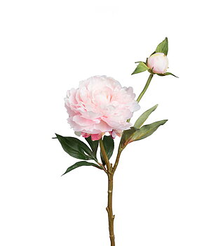 Pion
