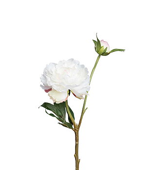 Pion