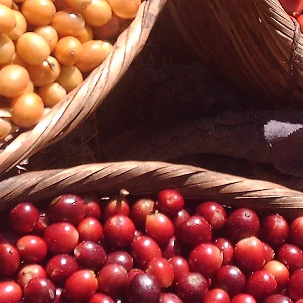 Gringo Nordic - San José Bourbon - El Salvador - Mellanrostade hela kaffebönor - 250g - 2