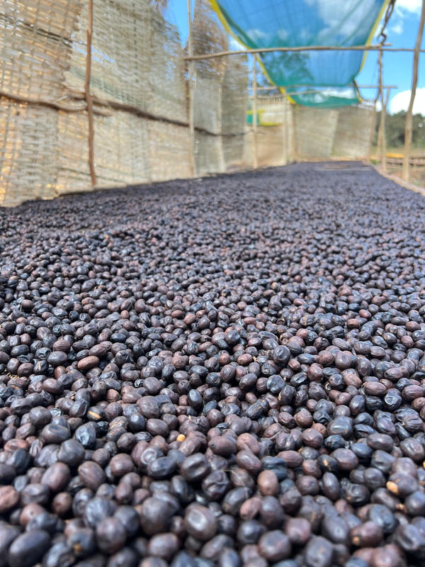 Paso Paso - Syoum Family - Decaf Guji Natural - Etiopien - Mellanrostade hela kaffebönor - 250g - 4