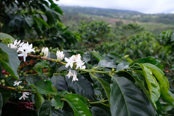 Paso Paso - Diego Robelo - Mariana Thermal Shock - Costa Rica - Ljusrostade hela kaffebönor - 250g - 4