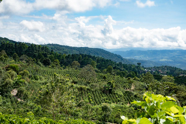 Paso Paso - Diego Robelo - Casiopea Anaerobic Natural - Costa Rica - Ljusrostade hela kaffebönor - 250g - 6