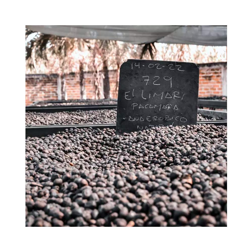 Gringo Nordic - El Limar Anaerobic Pacamar - El Salvador - Mellanrostade hela kaffebönor - 250g - 2