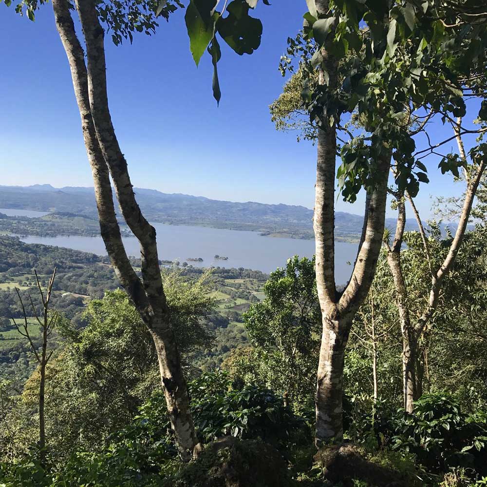 Drop Coffee - Las Delicias - Washed Java - Nicaragua - Ljusrostade hela kaffebönor - 250g - 3
